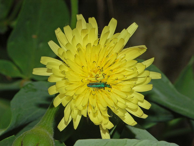 Urosperme de daléchamps