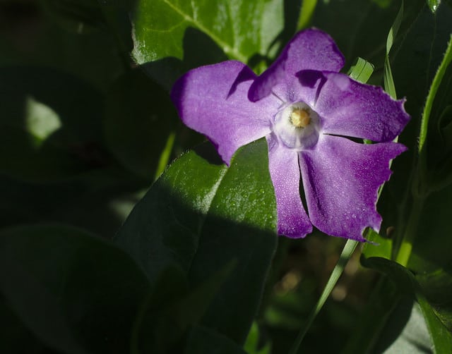 Pervenche (Vinca) : La Fiche Complète - Plante Méditerranéenne