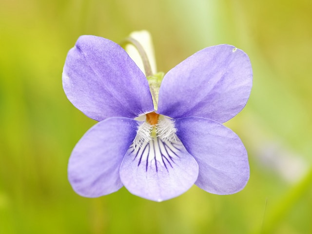 Violette odorante