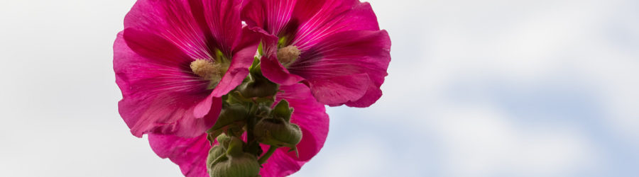 Althaea