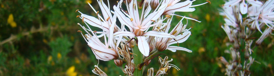 Asphodèle (Asphodelus) : La Fiche Complète - Plante Méditerranéenne