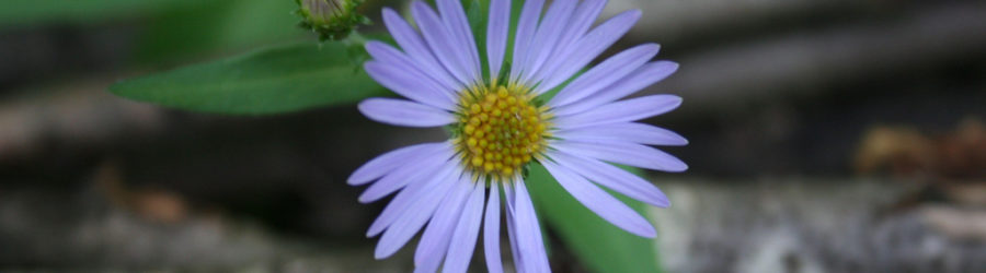 Aster