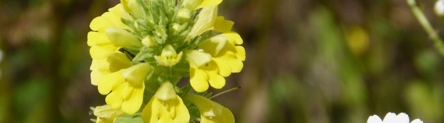 Bartsia