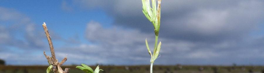 Centaurium