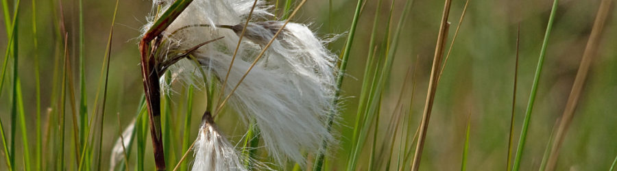 Linaigrette