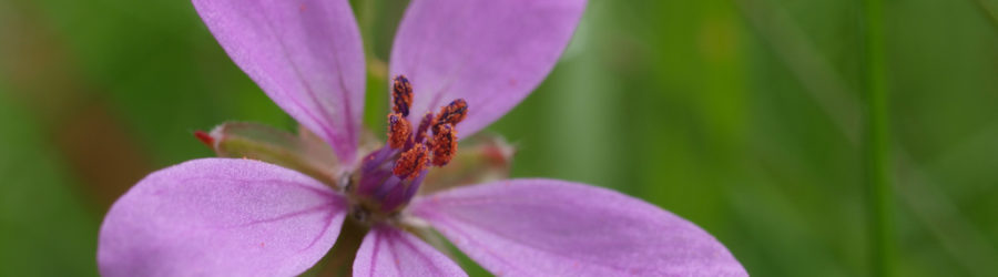 Erodium