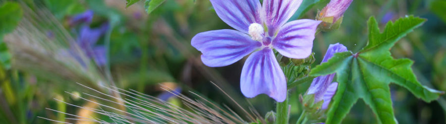 Mauve (Malva) : La Fiche Complète - Plante Méditerranéenne