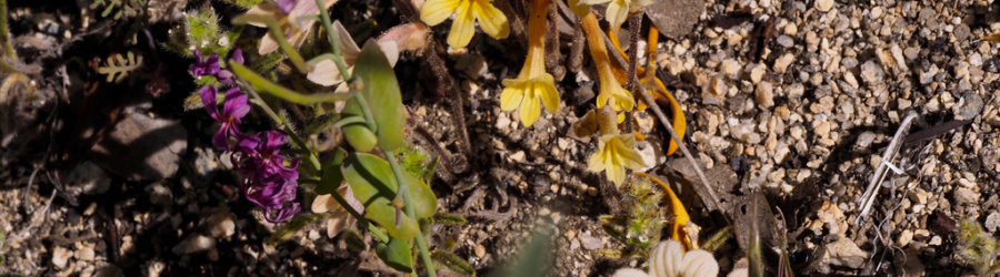 Orobanche