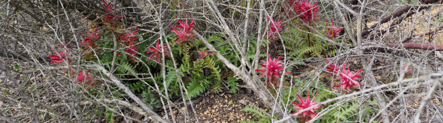 Pedicularis