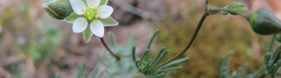 Spergula