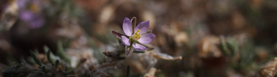 Spergularia