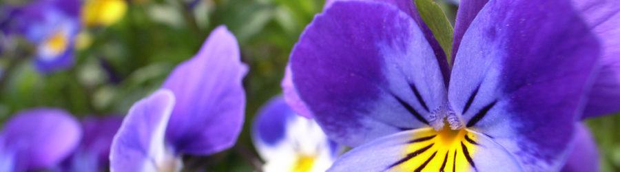 Violette (Viola) : La Fiche Complète - Plante Méditerranéenne