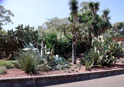 Agave