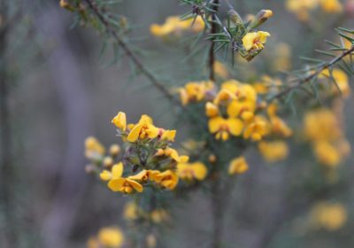 Genet espagnol