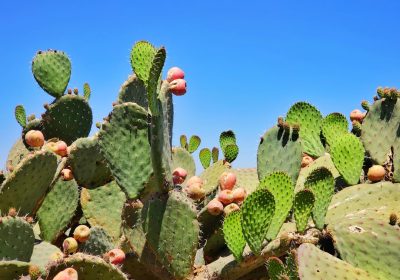 Opuntia Figuier de Barbarie