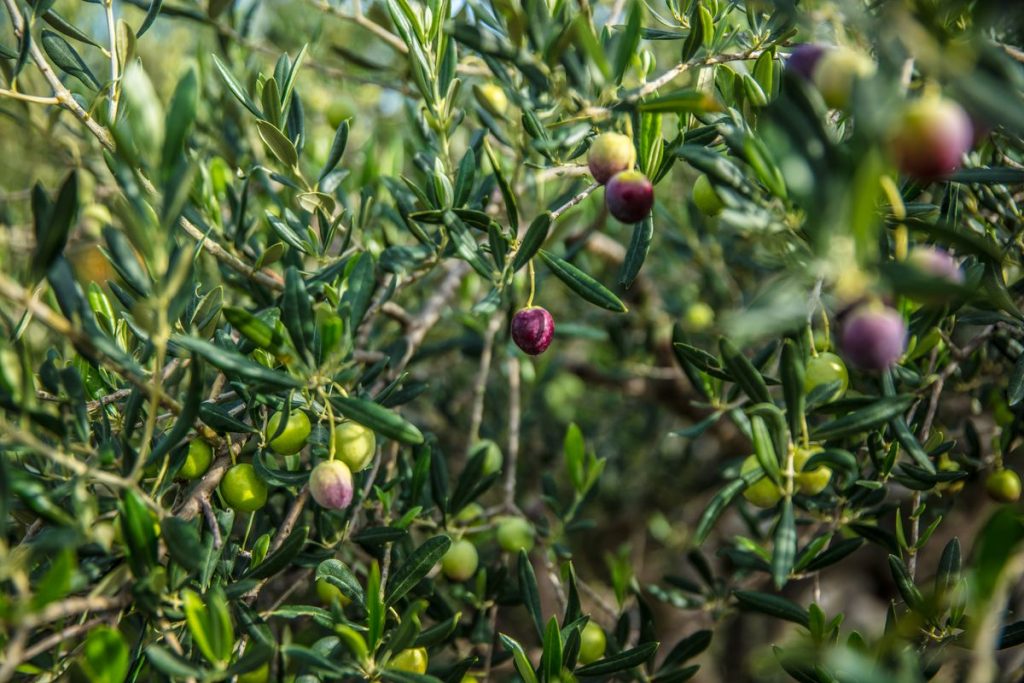Branches d'olivier chargées d'olives